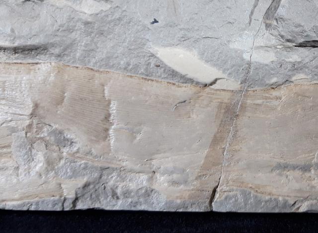 Neocalamites lehmannianus (GPPERT 1845) in WEBER 1968 - Bild © FossNet FossilienStore